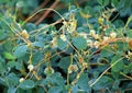 The parasitic plant field dodder (Cuscuta campestris) grows among crops Royalty Free Stock Photo