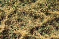 The parasitic plant field dodder (Cuscuta campestris) grows among crops Royalty Free Stock Photo