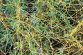 The parasitic plant field dodder (Cuscuta campestris) grows among crops Royalty Free Stock Photo