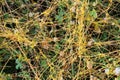The parasitic plant field dodder (Cuscuta campestris) grows among crops Royalty Free Stock Photo