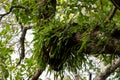 A parasitic plant growing on tree branches