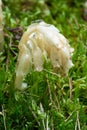 Parasitic plant Pinesap False beech-drops, Hypopitys monotropa in a pine forest