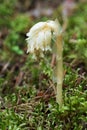 Parasitic plant Pinesap False beech-drops, Hypopitys monotropa in a pine forest