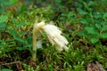 Parasitic plant Pinesap False beech-drops, Hypopitys monotropa in a pine forest