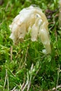 Parasitic plant Pinesap False beech-drops, Hypopitys monotropa in a pine forest