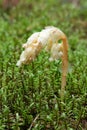 Parasitic plant Pinesap False beech-drops, Hypopitys monotropa in a pine forest