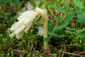 Parasitic plant Pinesap False beech-drops, Hypopitys monotropa in a pine forest