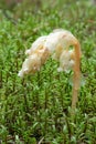 Parasitic plant Pinesap False beech-drops, Hypopitys monotropa in a pine forest