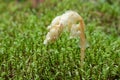 Parasitic plant Pinesap (False beech-drops, Hypopitys monotropa) in a pine forest