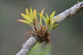 Parasitic Plants on a tree branch