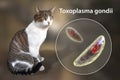 Parasitic protozoans Toxoplasma gondii Royalty Free Stock Photo