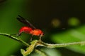 A parasitic red braconid wasp in tree foliage. Royalty Free Stock Photo