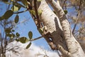 Parasitic Shrub Attached to a Tamarisk Tree Trunk