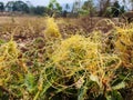 parasitic symbiosis between curcusta dodder and the plant Strobilanthes crispa Royalty Free Stock Photo