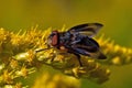 Parasitic Tachina fly Phasia hemiptera in macro