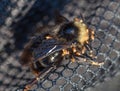 Bumblebee mite Parasitus fucorum in fur