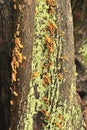 Parasitic tree fungi (Plicatura crispa) Royalty Free Stock Photo