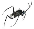 Parasitic wasp Royalty Free Stock Photo