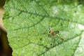 A parasitic wasp of the Ichneumon family Royalty Free Stock Photo