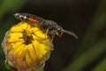 Parasitic Wasp Royalty Free Stock Photo