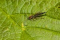 Parasitic Wasp Royalty Free Stock Photo