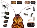 Parasitic wasps of american cockroach Royalty Free Stock Photo