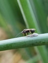 Parasitic Wasps attack on beet armyworm egg on green onion. Royalty Free Stock Photo
