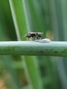 Parasitic Wasps attack on beet armyworm egg on green onion.