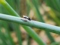 Parasitic Wasps attack on beet armyworm egg on green onion.