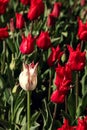 Parasitic white speckled tulip on monoculture plantation of red tulips with pointed petals Royalty Free Stock Photo