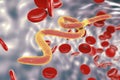 Parasitic worms in blood