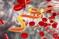 Parasitic worms in blood