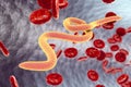 Parasitic worms in blood