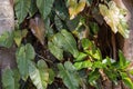 Parasitical on the Bodhi tree Royalty Free Stock Photo