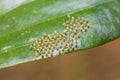 Parasitised butterfly eggs