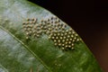 Parasitised butterfly eggs