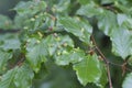 Parasitism on Beech tree in forest Royalty Free Stock Photo