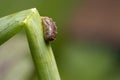 parasitized Hover Fly Pupa Royalty Free Stock Photo