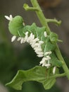 Parasitized Tobacco hornworm on a tomatoe plant