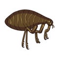 Parasitizing flea single icon in cartoon style for design.Pest Control Service vector symbol stock illustration web.