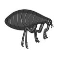 Parasitizing flea single icon in monochrome style for design.Pest Control Service vector symbol stock illustration web.