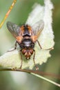Parasitoid fly Tachina fera Royalty Free Stock Photo