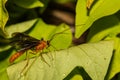 Parasitoid Wasp from the Braconidae family