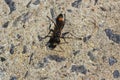 Parasitoid wasp on concrete close-up Royalty Free Stock Photo