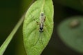 Parasitoid wasp species, Satara, Maharashtra Royalty Free Stock Photo