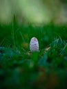 Parasol agaric mushroom in the green grass Royalty Free Stock Photo