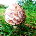 Parasol bright mushroom field fungi