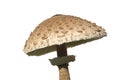 Parasol mushroom 04 Royalty Free Stock Photo