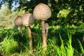 Parasol mushroom