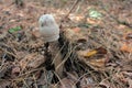 Parasol Mushroom also is known as Lepiota or Macrolepiota procera in the fall forest. Royalty Free Stock Photo